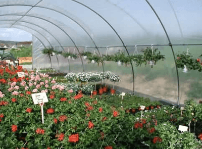 Blumenauswahl am Stand