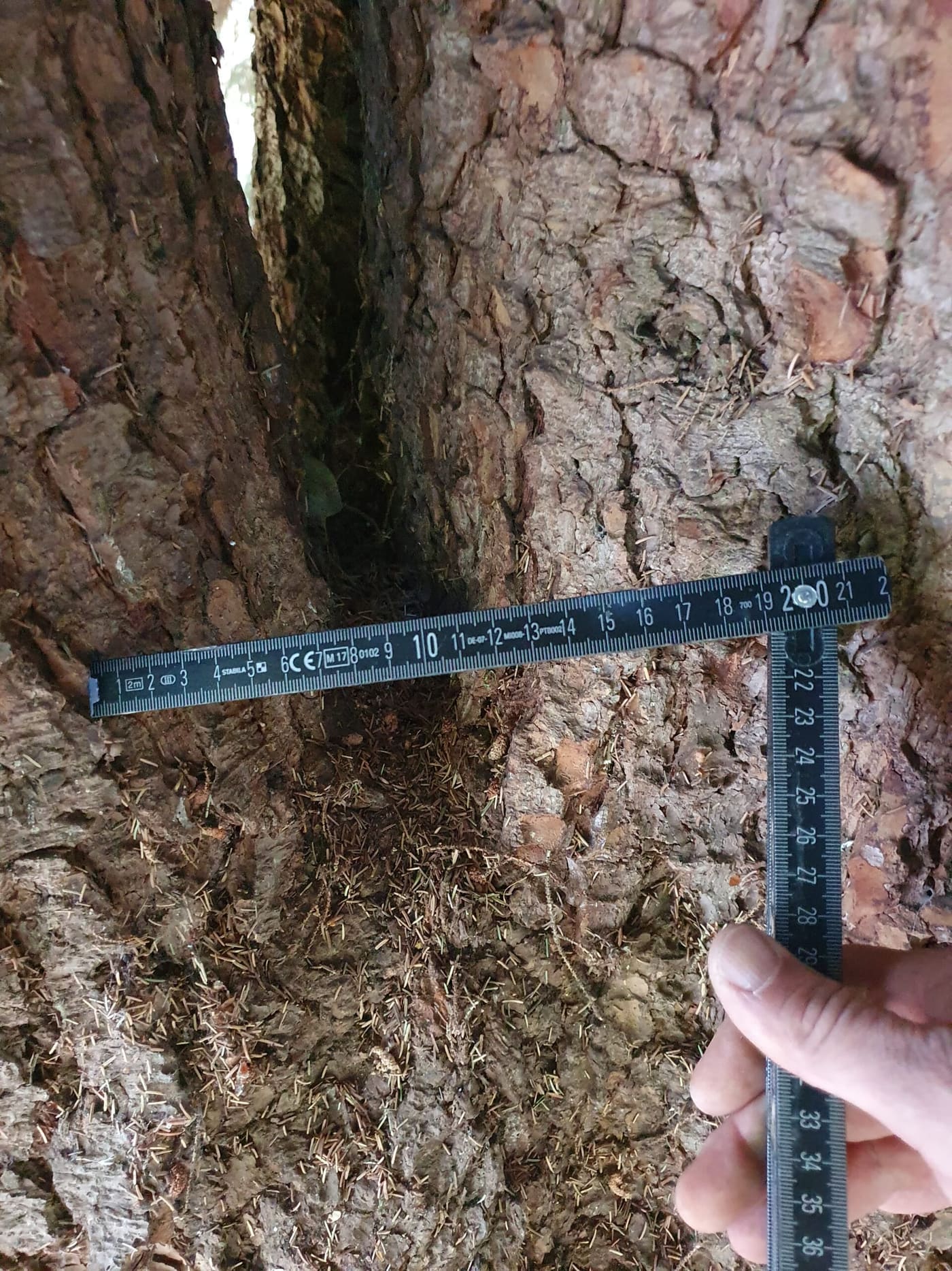 Baumkontrolle im Gelände