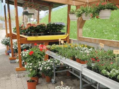 Saisonale Pflanzen am Blumenstand