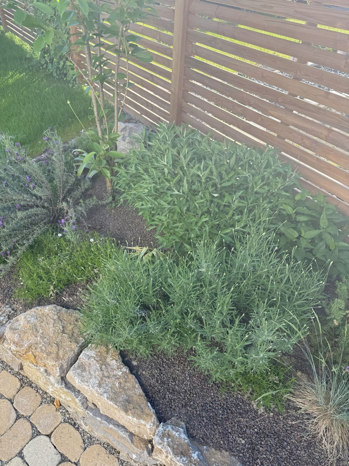 Angelegtes Pflanzbeet