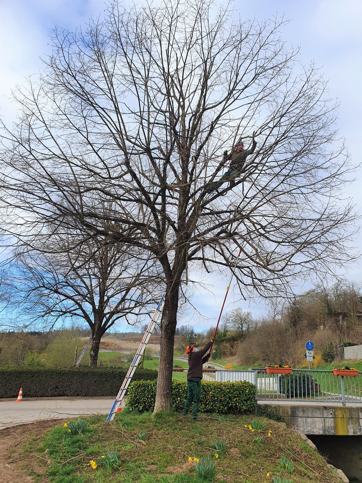 Pflegeschnitt an Gehölzen