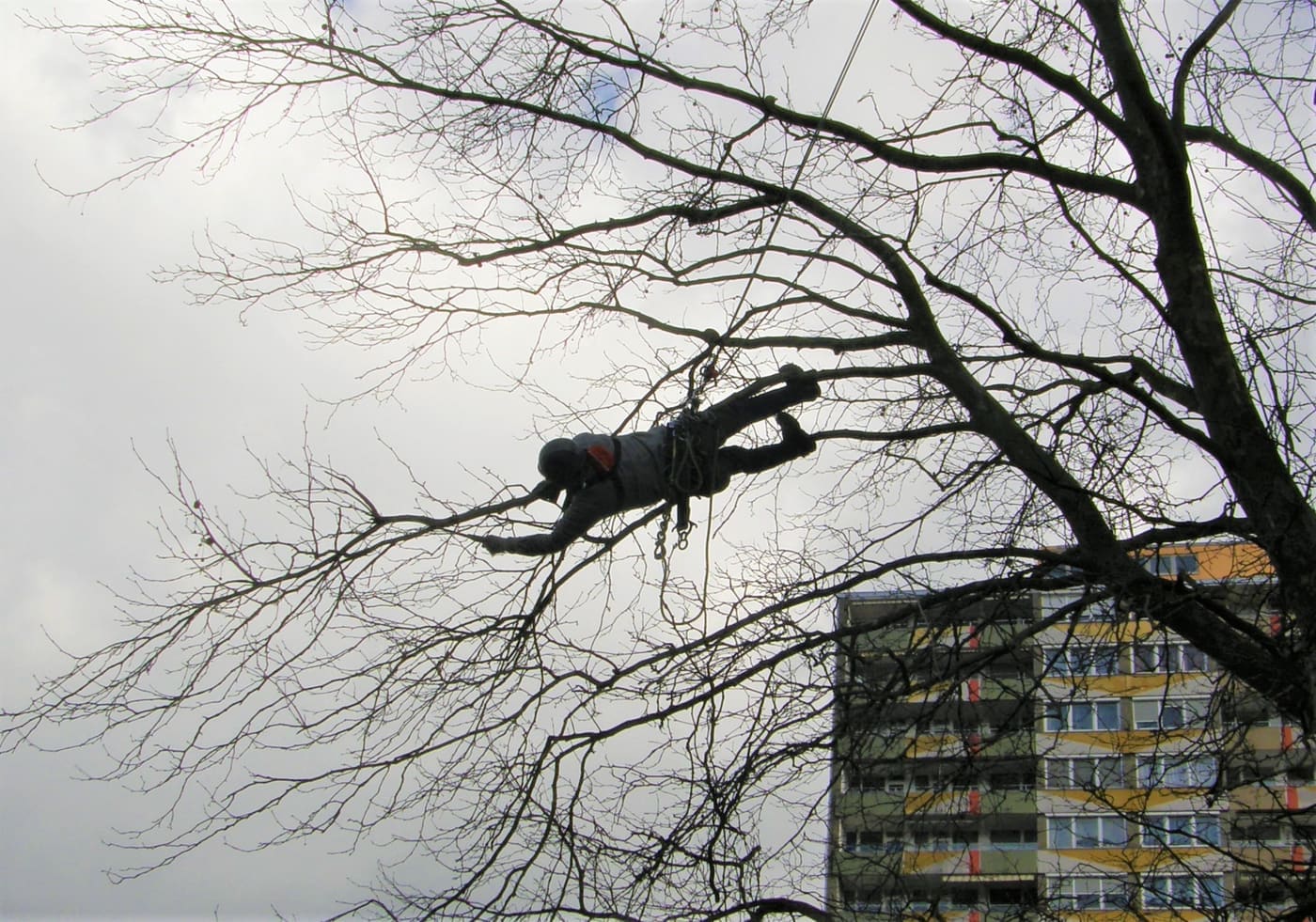 Arbeiten im Baum mit Seilklettertechnik