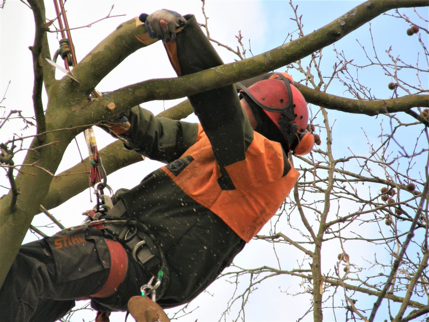 Baumpflege mit Seilklettertechnik