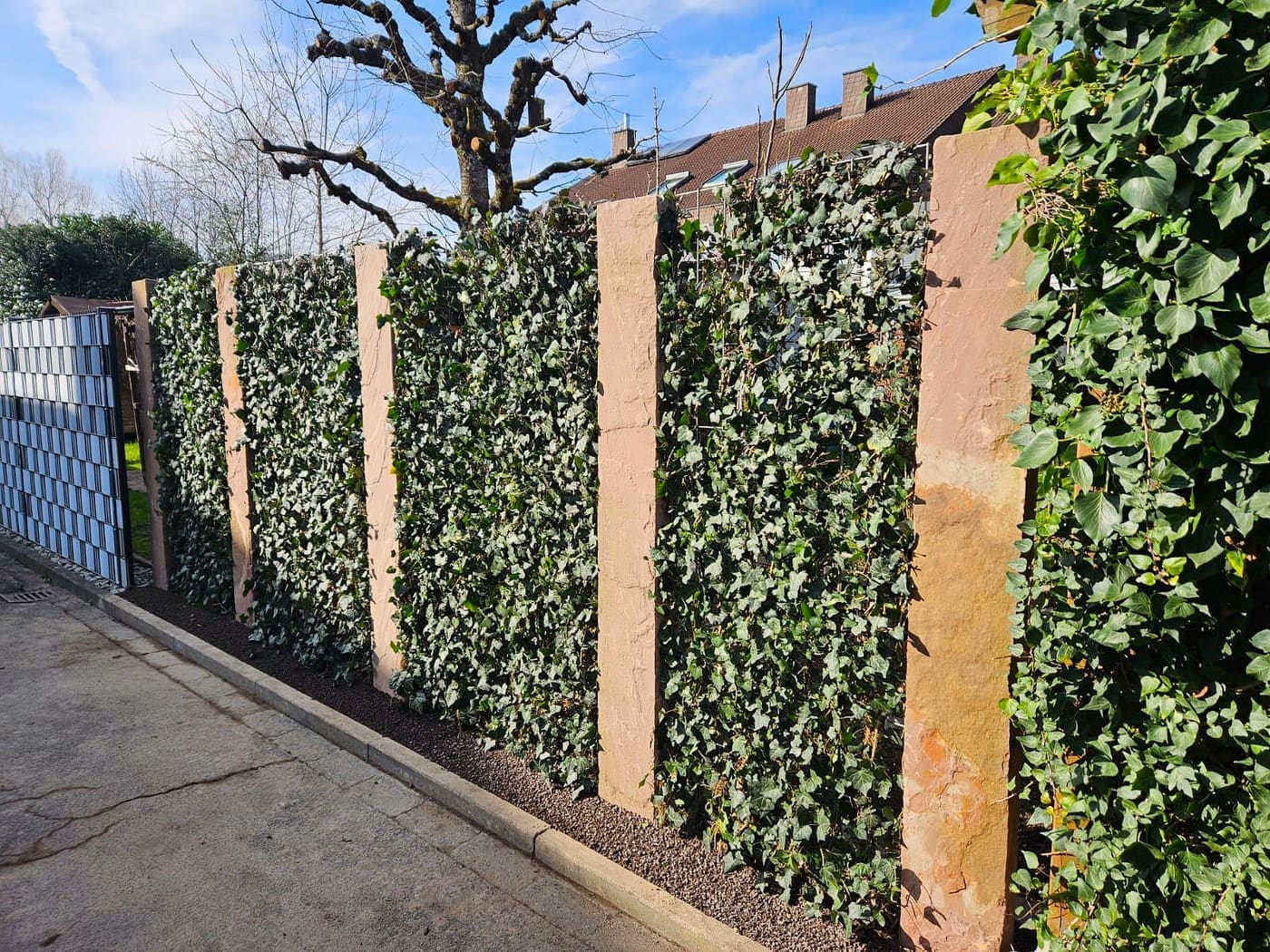 Efeuwand als Sichtschutz