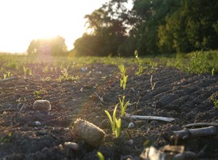 Kompost wird in Erde eingebracht